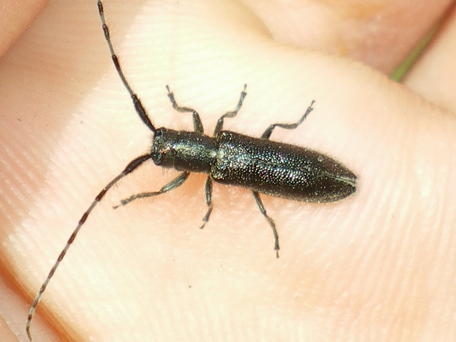 Agapanthia violacea